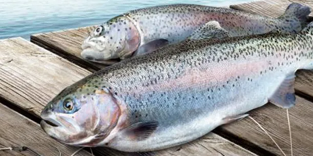 Regenbogenforellen zum Grillen