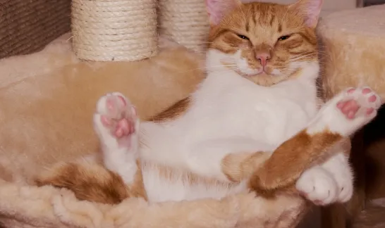 Rot-weiße Katze liegt entspannt auf dem Rücken