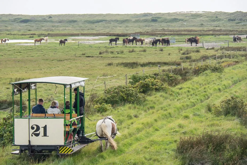 Wenig Menschen, eine wunderschöne Landschaft und ganz viel Ruhe - das ist typisch Spiekeroog