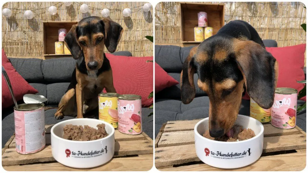 WOW Welpenfutter Test