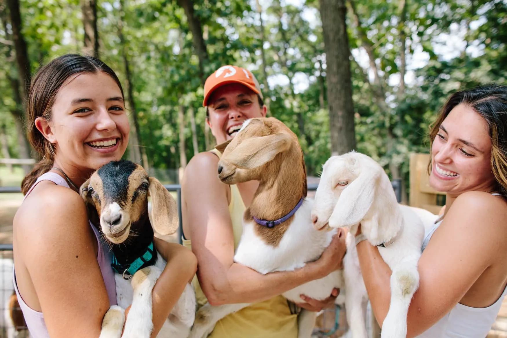 Ziegen auf einer Wanderung in der Nähe von Galena, Illinois