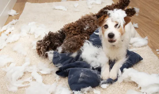 Zwei Hunde sitzen inmitten von zerfetzten Kissen mit einem fragenden Hundeblick.